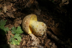 Butyriboletus appendiculatus