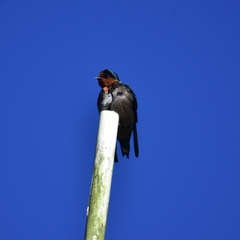 Hirundo domicola