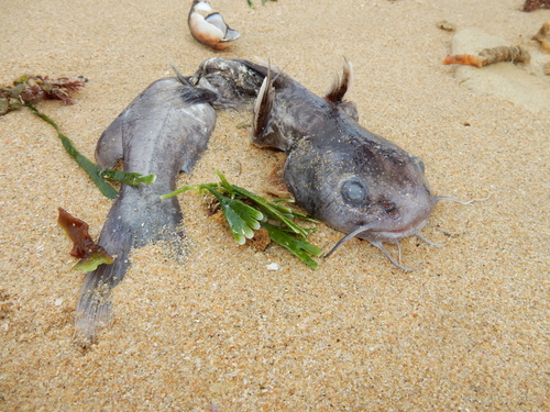 Barber (Galeichthys feliceps) — Ariidae — 2