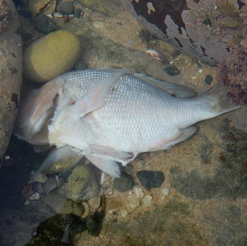 Dageraad (Chrysoblephus cristiceps) — Sparidae — 5