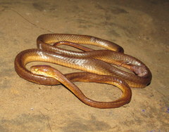 Boiga ochracea