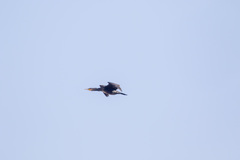 Phalacrocorax carbo