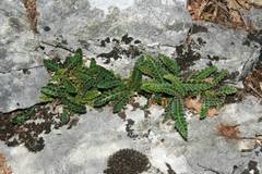 Asplenium ceterach