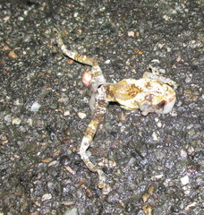 Theloderma baibungense