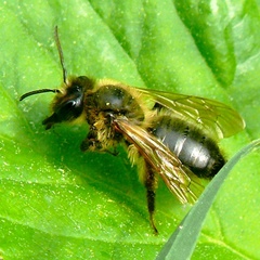 Andrena scotica