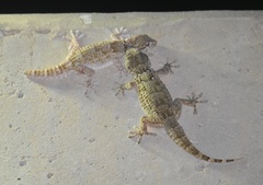 Tarentola annularis