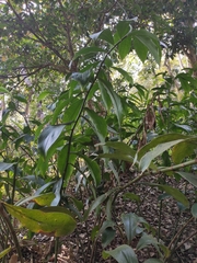 Costus spicatus