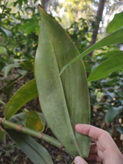 Costus spicatus