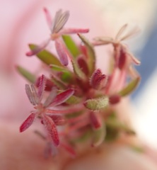 Laurembergia repens