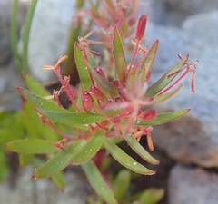 Laurembergia repens