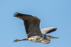 Ardea cinerea