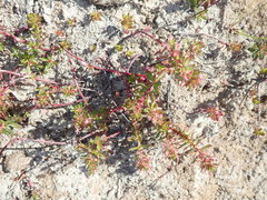 Laurembergia repens