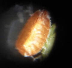 Euphorbia ophthalmica