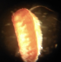 Euphorbia ophthalmica