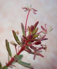 Laurembergia repens
