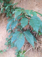 Crateva adansonii formosensis