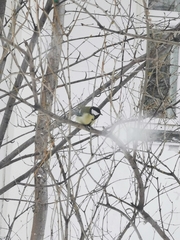 Parus major