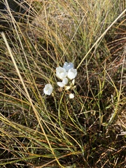 Gentianella montana montana