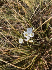 Gentianella montana montana