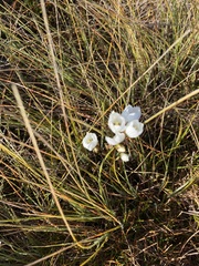 Gentianella montana montana