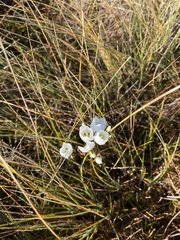 Gentianella montana montana
