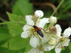 Stenurella jaegeri