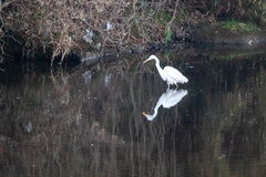 Ardea alba