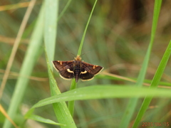 Pyrausta porphyralis