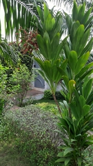 Cordyline fruticosa image