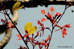Bauhinia phoenicea