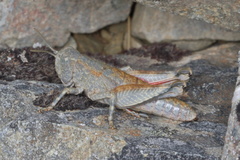 Brachaspis nivalis