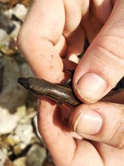 Oligosoma smithi