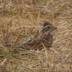 Emberiza rustica