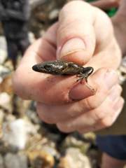 Oligosoma smithi