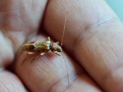 Trichoferus pallidus