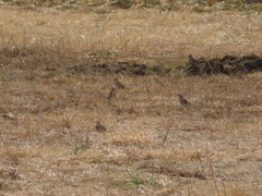 Emberiza rustica