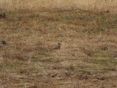 Emberiza rustica