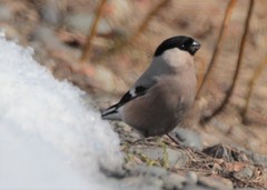 Pyrrhula pyrrhula cassinii