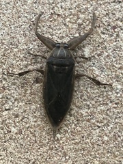 Lethocerus cordofanus