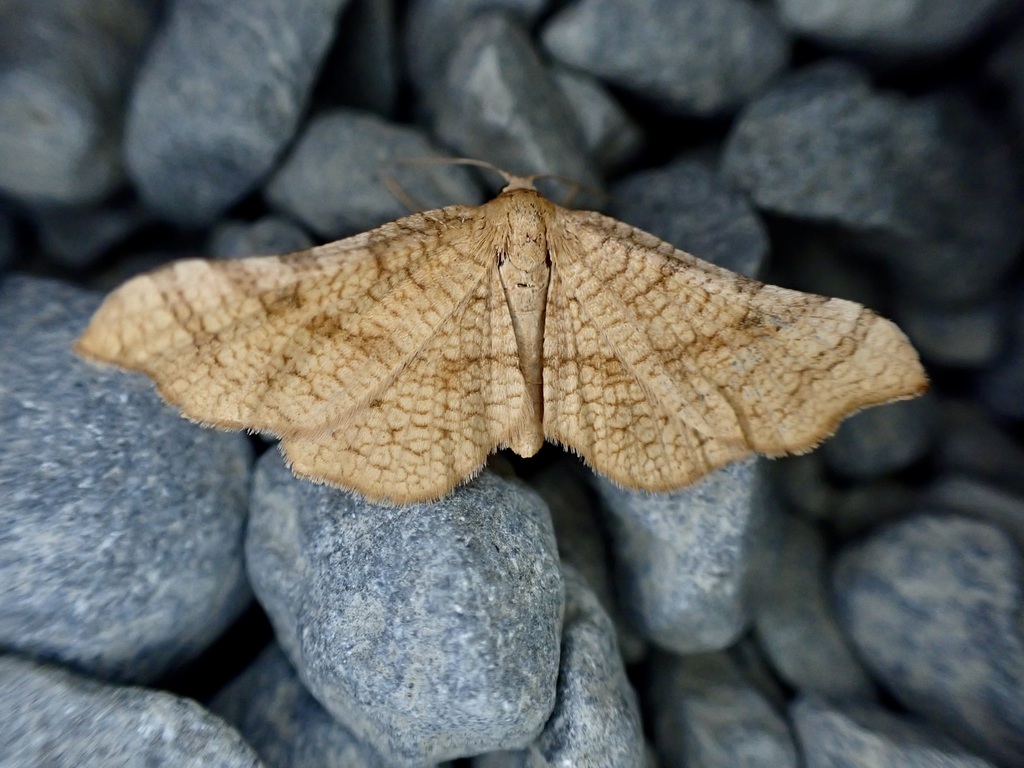 Muehlenbeckia Stem Gall Moth