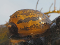 Radix auricularia