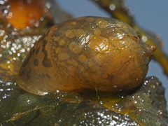 Radix auricularia