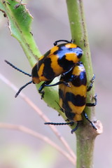 Phyllocharis undulata