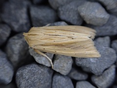 Ichneutica semivittata