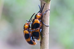 Phyllocharis undulata