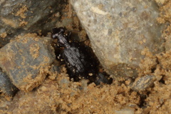 Scopodes