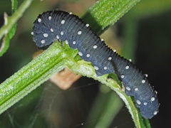 Athalia scutellariae