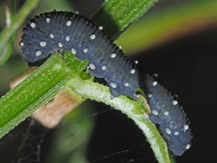 Athalia scutellariae