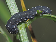 Athalia scutellariae