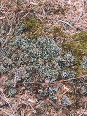 Cladonia turgida